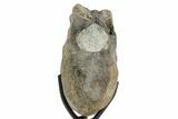 Hadrosaur (Hypacrosaurus) Vertebra with Stand - Montana #353435-4
